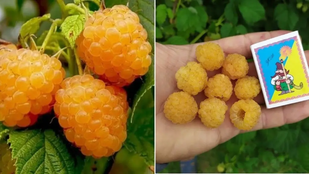 Allergi mod hindbær: Derfor kan Yellow Giant være den overraskende løsning