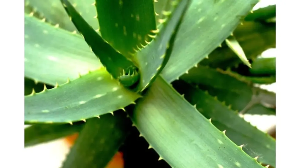 Aloe vera: Derfor gør Aspirin en forskel for din plante