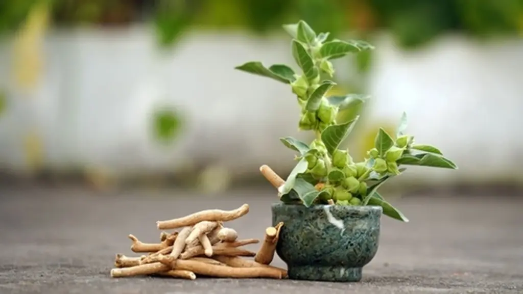 Ashwagandha: Brug cyklisk indtag med KSM-66 adaptogen for sikker stresshåndtering