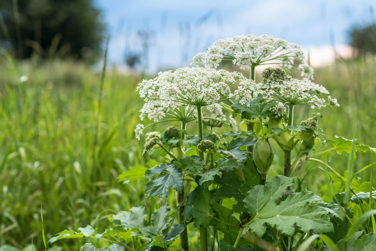 Bekæmp invasive træer: Injektion af Glyphosat og Roundup dræber rodnettet effektivt - image 1