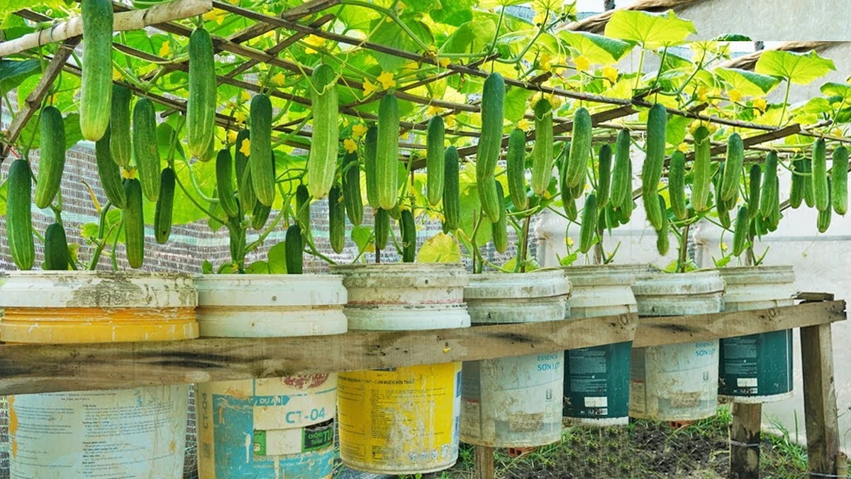 Bitre Agurk (Cucumis sativus): Agronom afslører tricket til sprøde og søde frugter - image 1