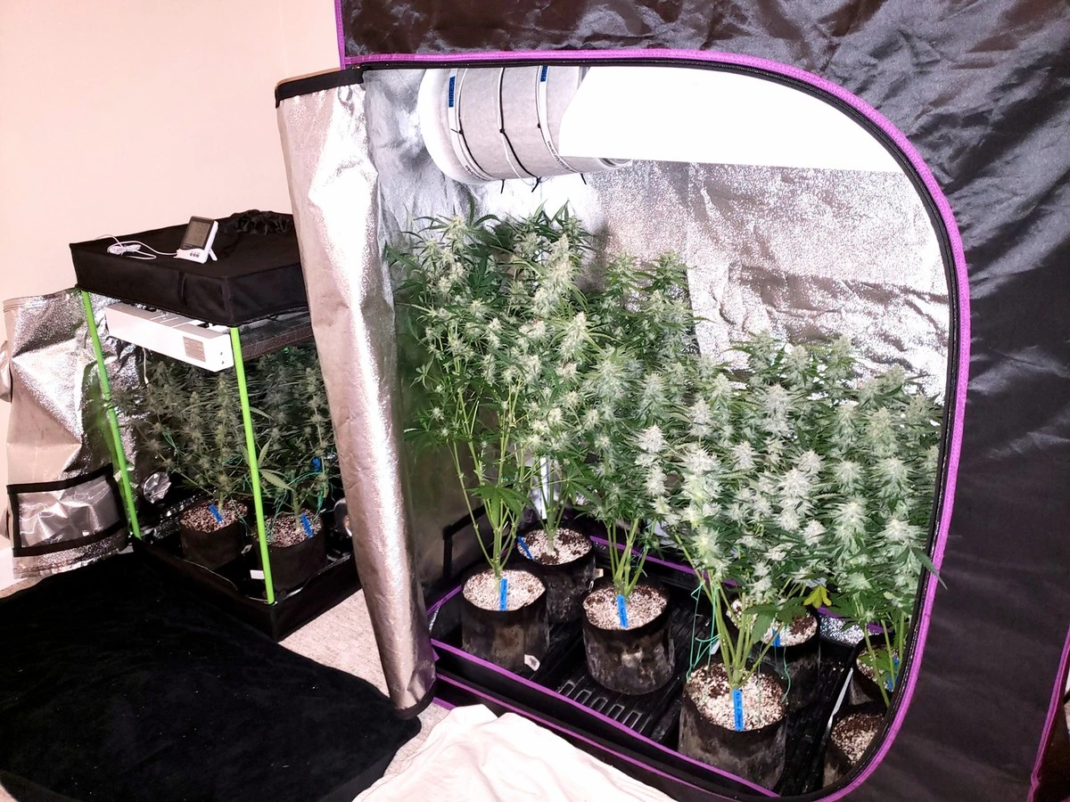 Cannabis i Tyskland hos Netto: Derfor er reglerne anderledes end i Danmark - image 1