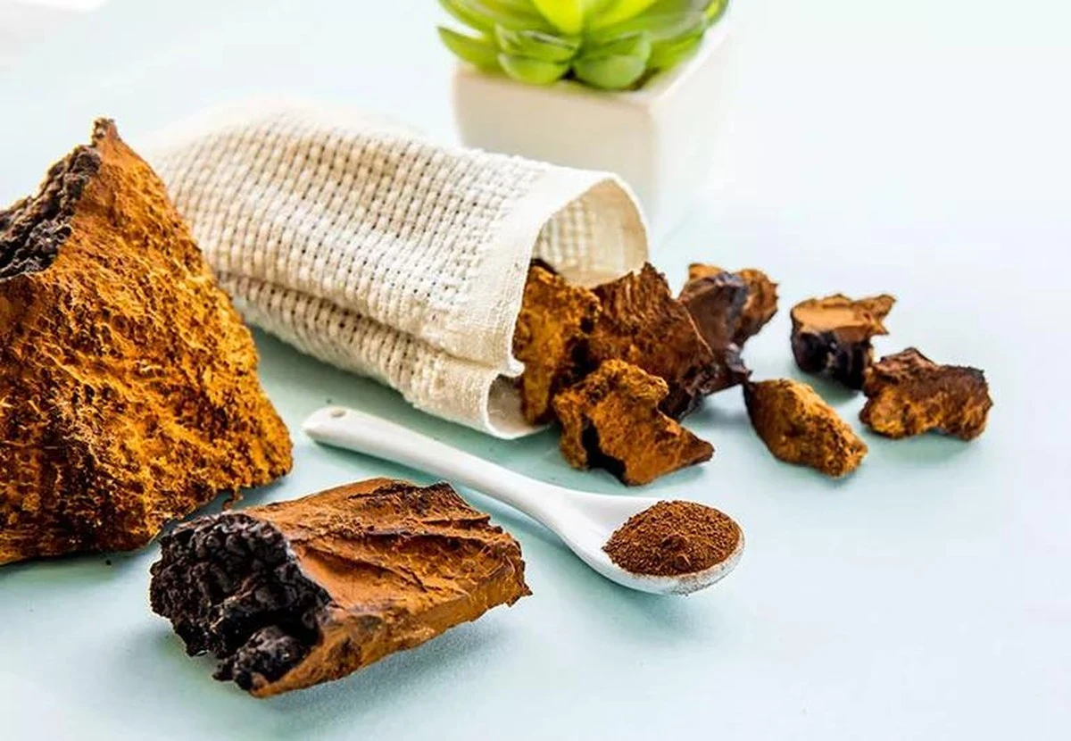 Chaga mod kræft: Derfor kan naturlig behandling være en skjult fælde - image 1