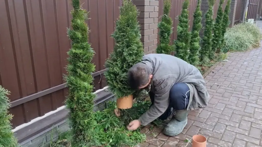 Døende Thuja: Rimantastip til at redde hækken på 3 minutter