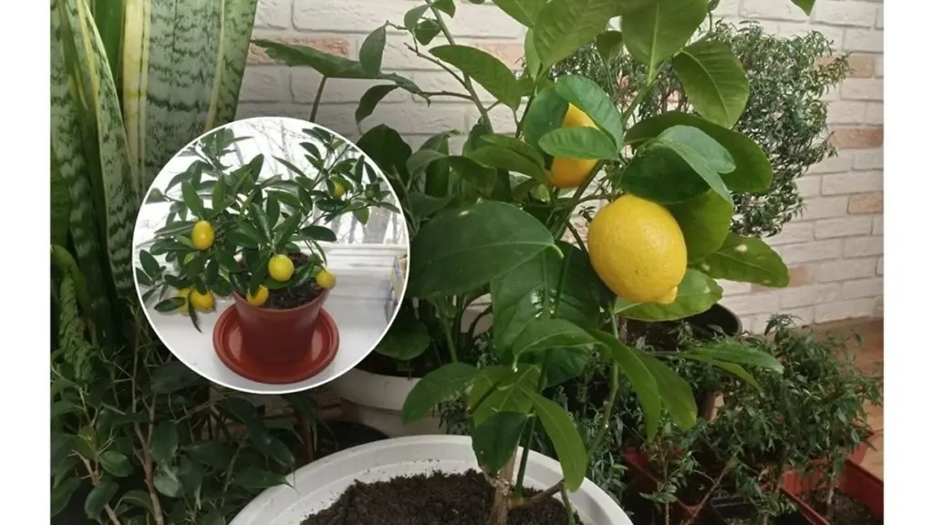 Dit Citrus limon gror ikke: Tilføj dette for at genoplive med kalium