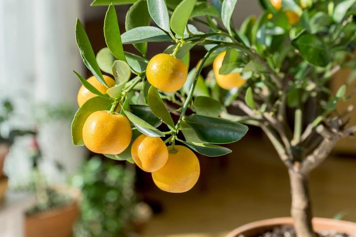 Dit Citrus limon gror ikke: Tilføj dette for at genoplive med kalium - image 1