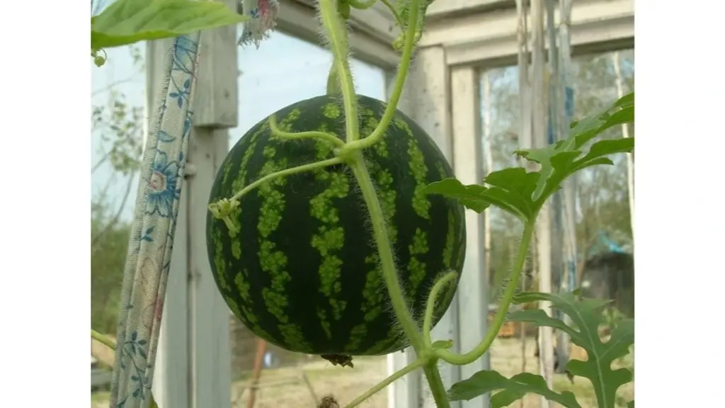 Dyrk 23 kg Vandmelon Crimson Sweet: 3 tricks der sikrer kæmpehøsten