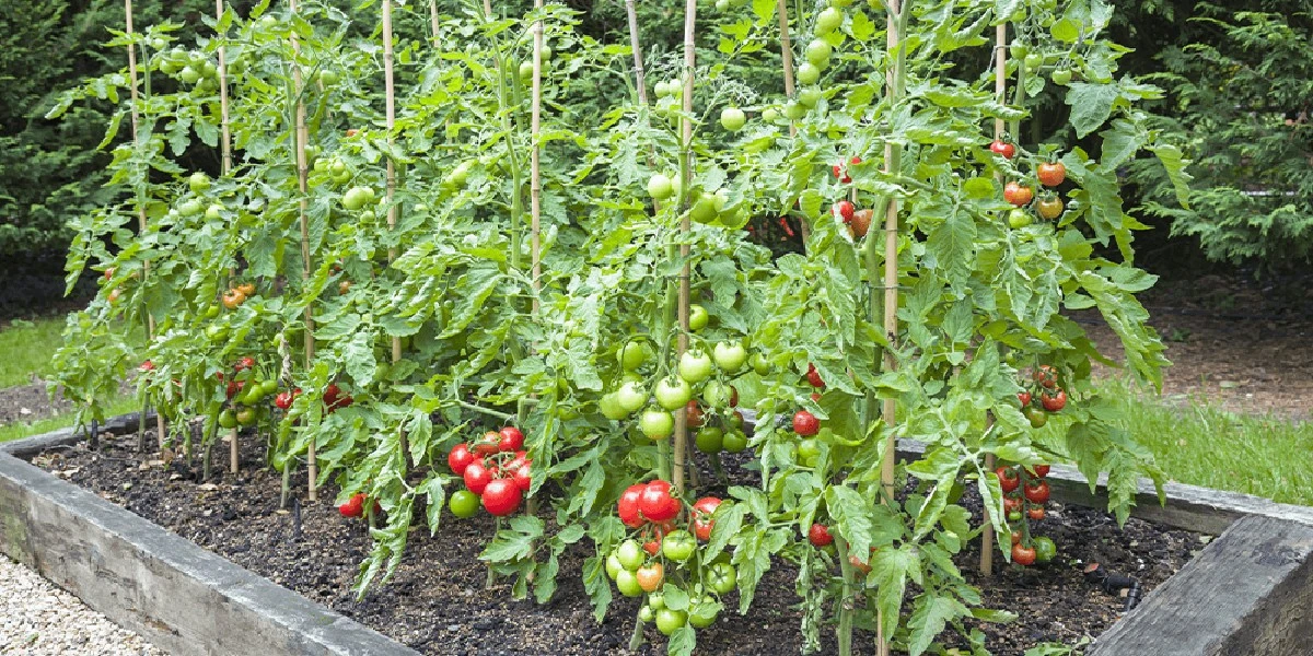Dyrk Sweet 100 og Gardener's Delight: Drop Instagram-tomater for bedre udbytte - image 1