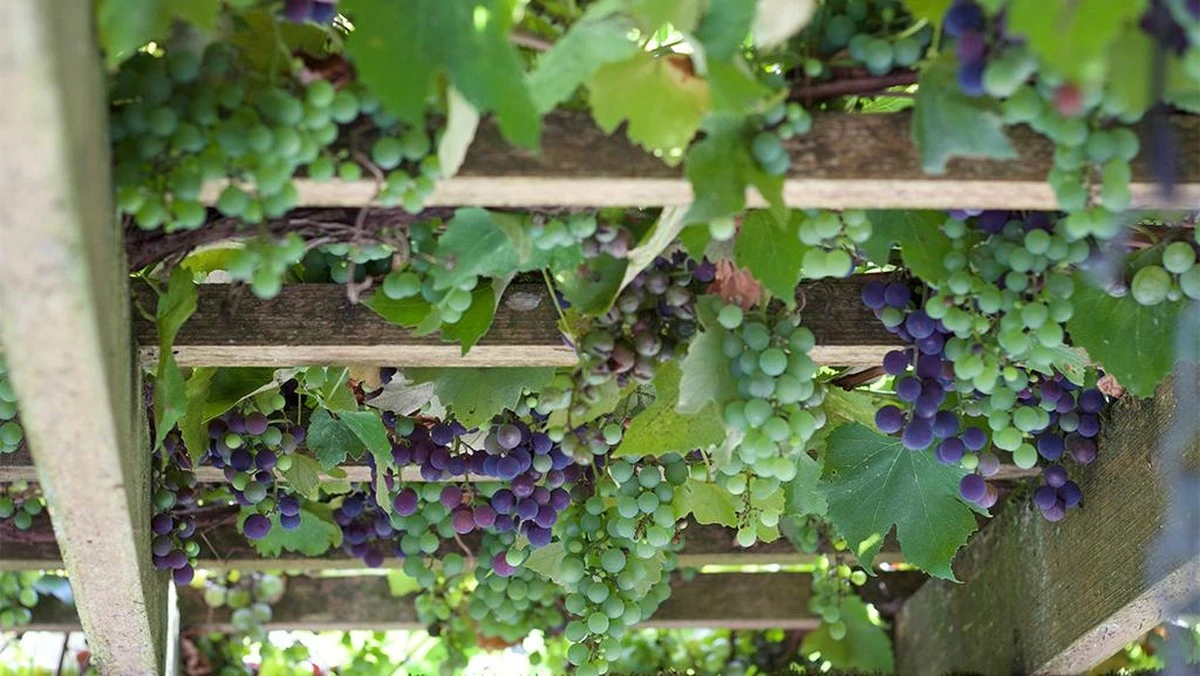Dyrk Vindrue (Vitis vinifera): Vytautas’ metode gør vinterdækning overflødig - image 1