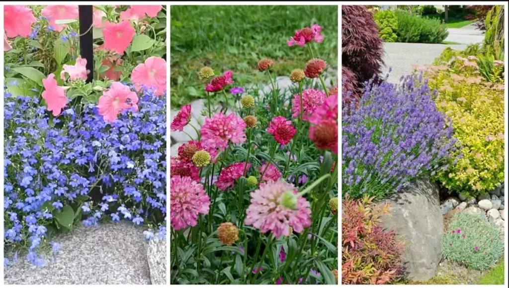 Flerårige planter: 3 hurtige tricks til Echinacea og blomster i år