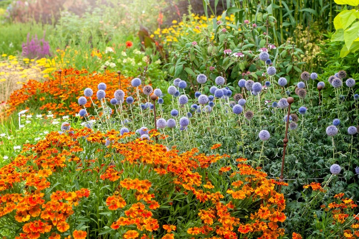 Flerårige planter: 3 hurtige tricks til Echinacea og blomster i år - image 1