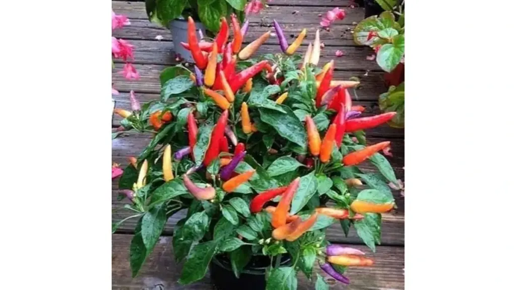 Fra Peberfrugt til Carolina Reaper: Sådan får du succes med chili