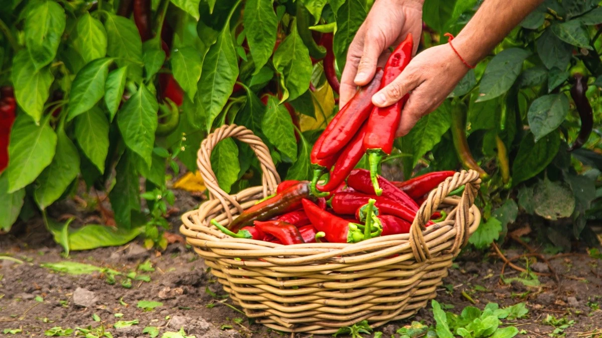 Fra Peberfrugt til Carolina Reaper: Sådan får du succes med chili - image 1