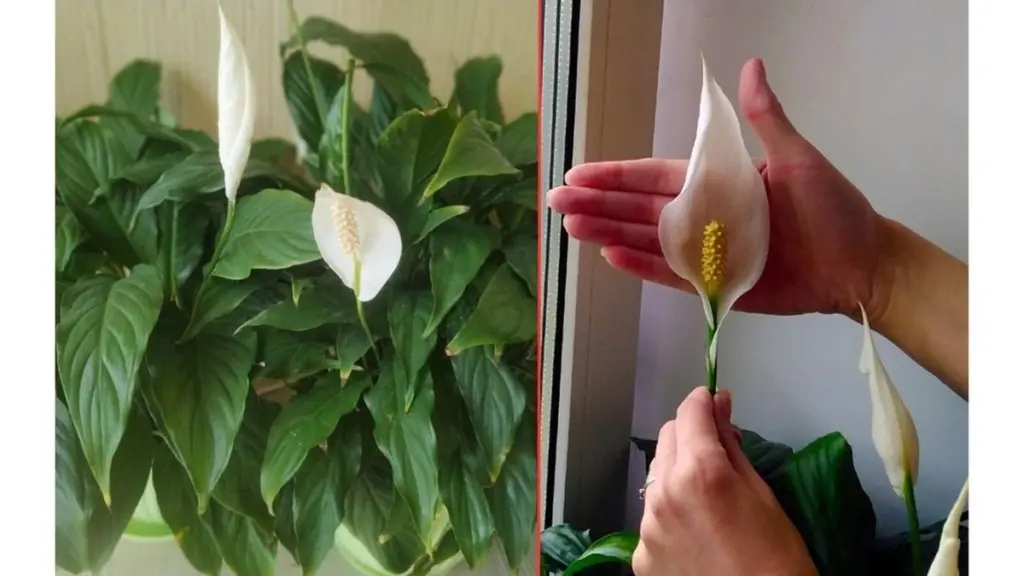 Fredslilje vil ikke blomstre: Brug dette 1 kanel-trick for frodig vækst