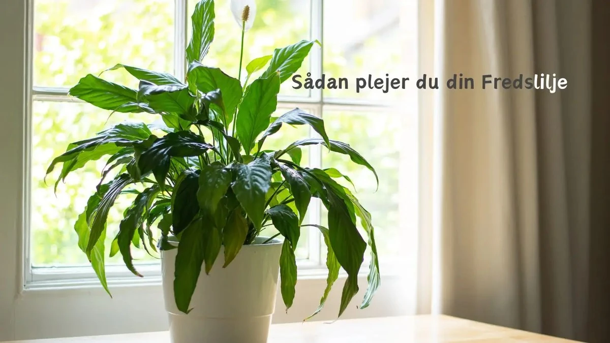Fredslilje vil ikke blomstre: Brug dette 1 kanel-trick for frodig vækst - image 1
