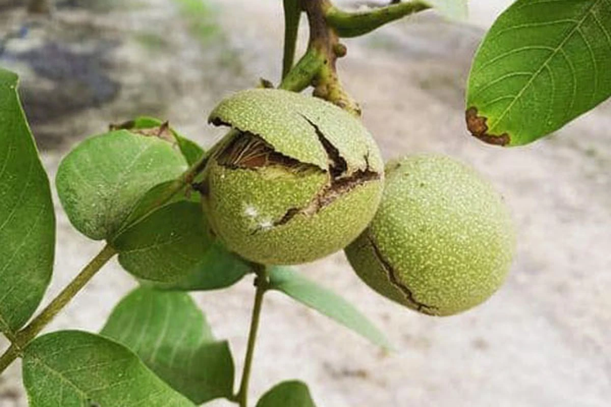 Grønne Valnød (Juglans regia): Udnyt plantens Juglon til styrket immunforsvar - image 1