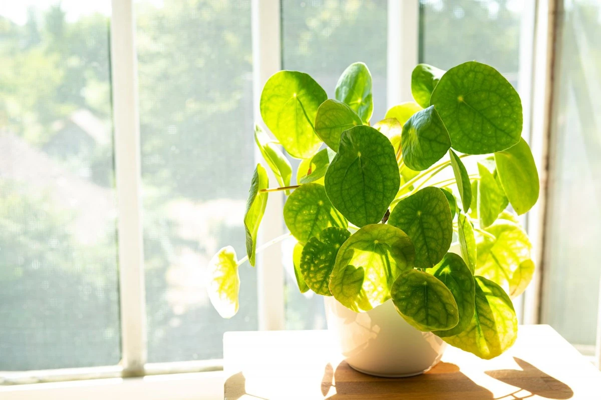 Gummificus dør? Rasas trick holder din plante i live på 30 dage - image 1