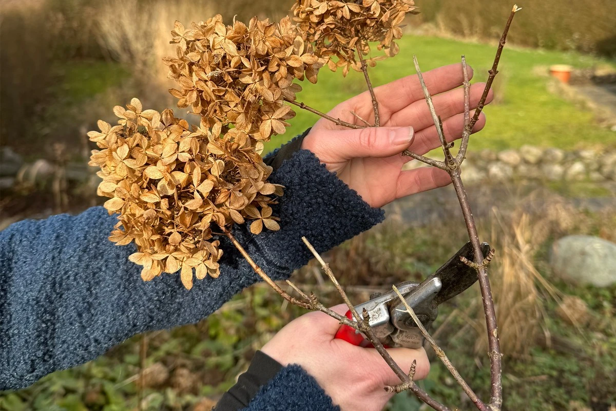 Hortensia: Sådan får du XXL-blomster med den rigtige beskæring - image 1