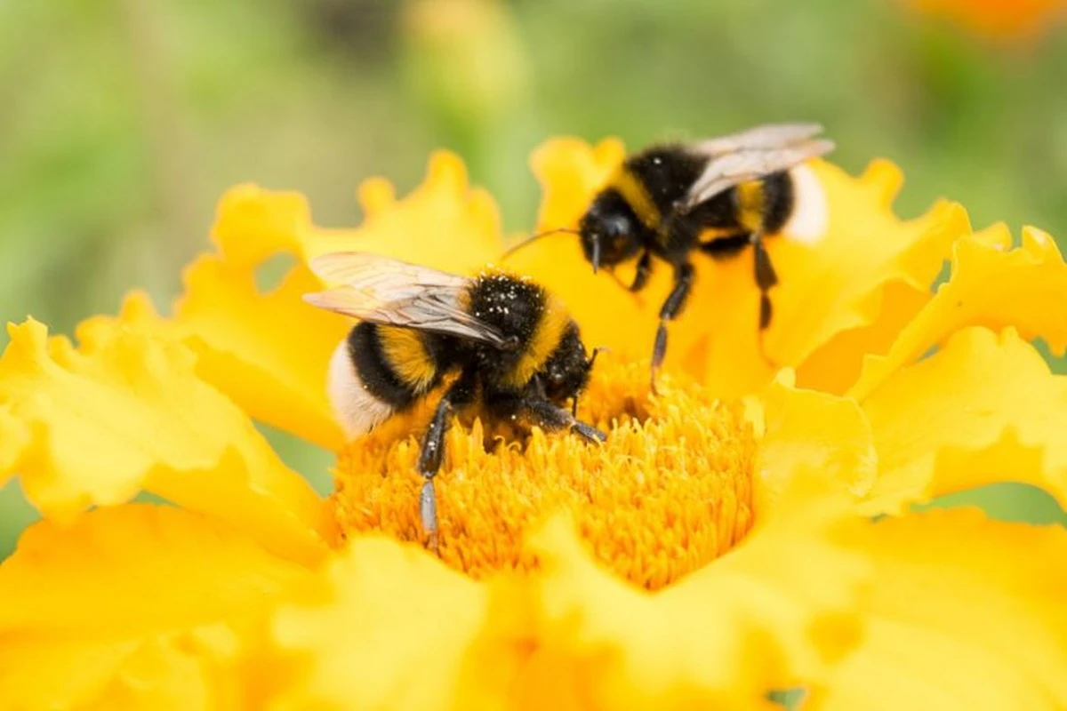 Humle og bi: Sådan hjælper du de kloge insekter med 3 planter - image 1