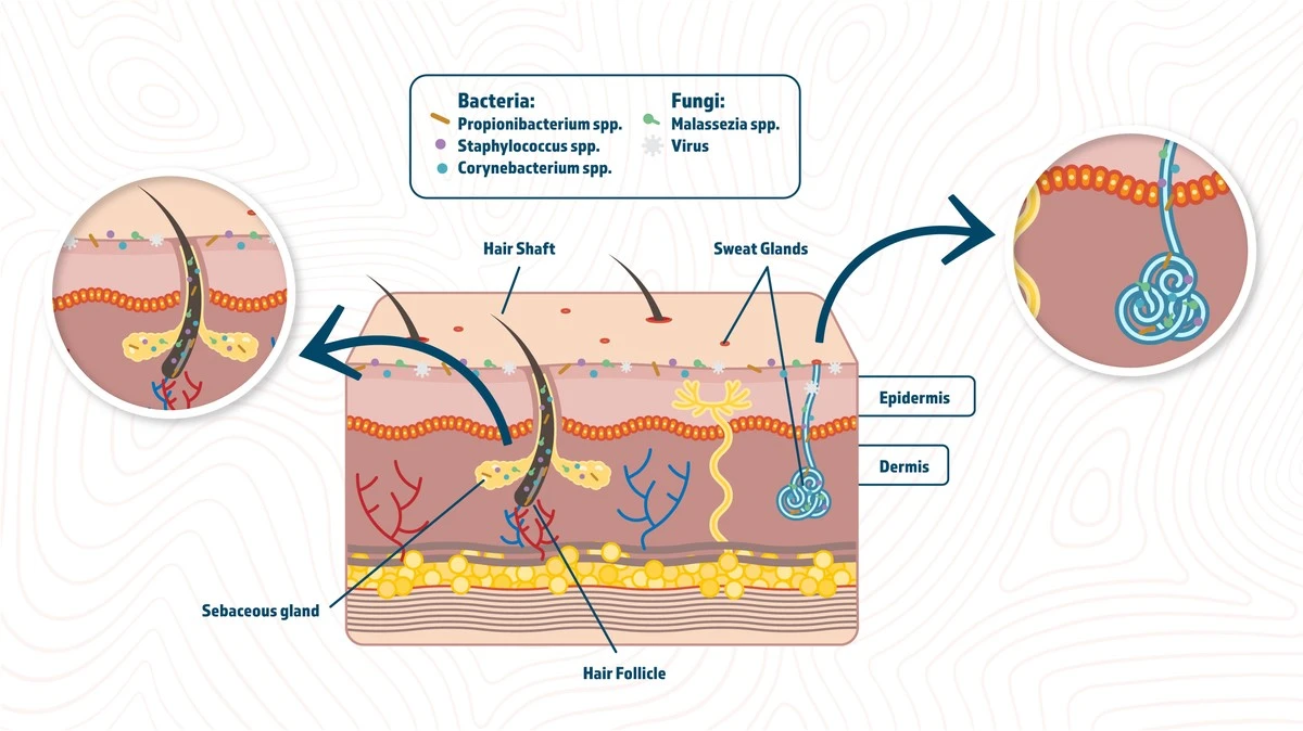 Hygiejnehypotesen: Stop overdreven vask og genopbyg din huds naturlige mikroflora på 14 dage - image 1
