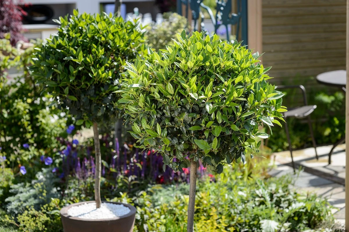 Laurbær som potteplante: Få uendelig høst med dette simple trick - image 1