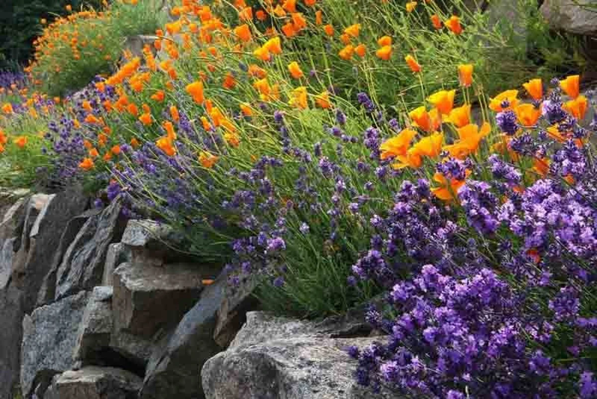Lavendel og Rose: Sådan får du dem til at overleve den våde vinter - image 1