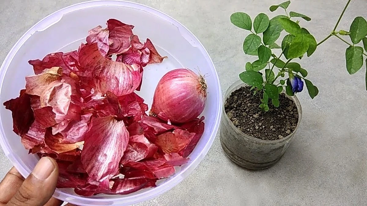 Løg (Allium cepa): Gem skallerne for deres Quercetin og få frodige planter - image 1