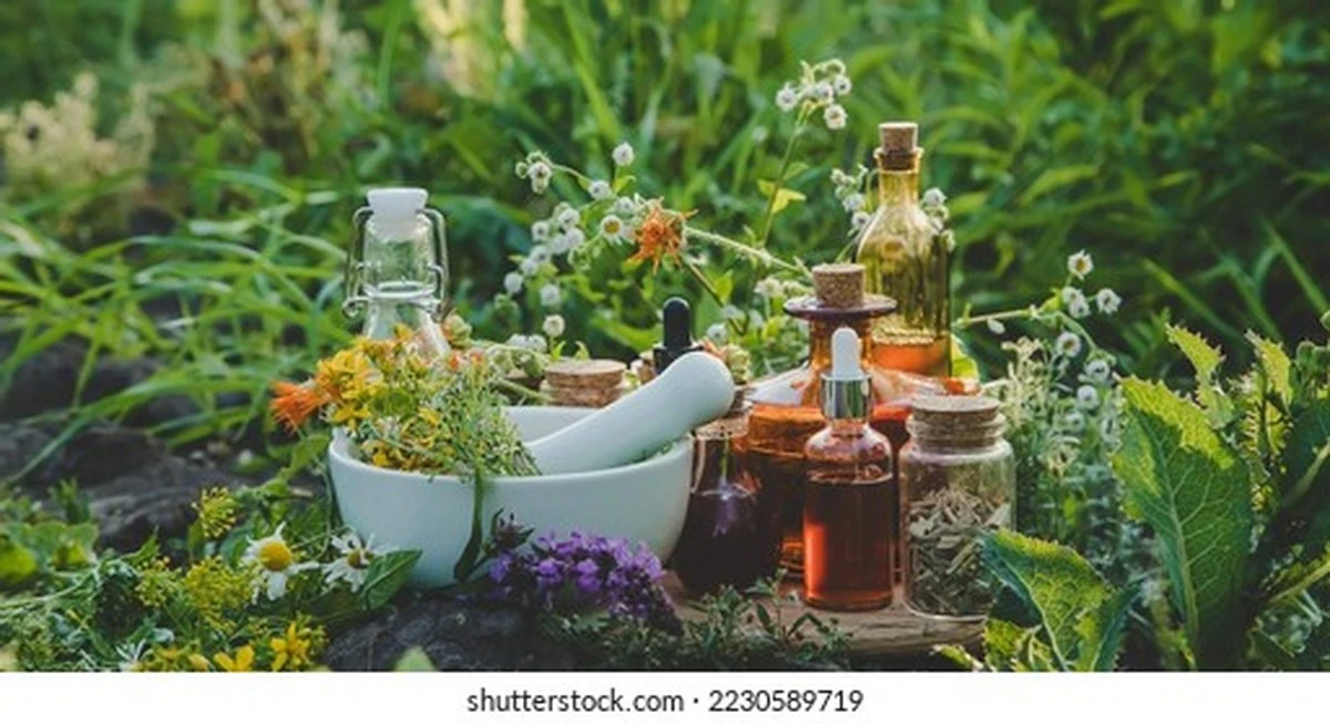 Lægestokrose (Althaea officinalis) lindrer slimhinder med naturlig mucilagin - image 1