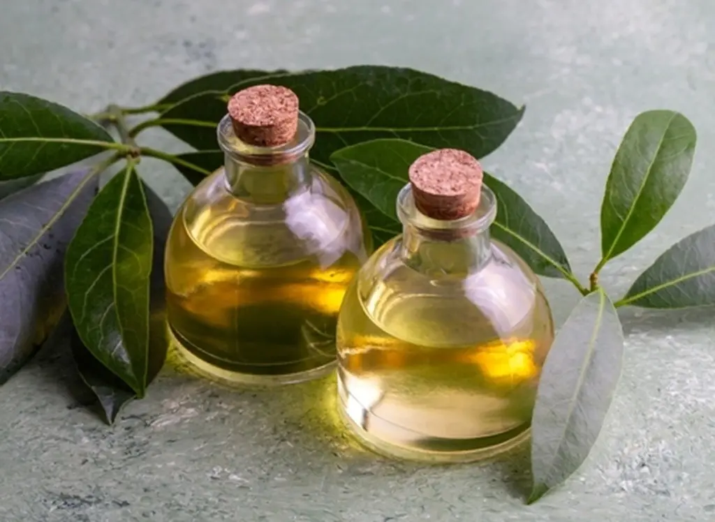 Lindr ledsmerter med laurbærolie: Eukalyptol fra Laurus nobilis dæmper inflammation