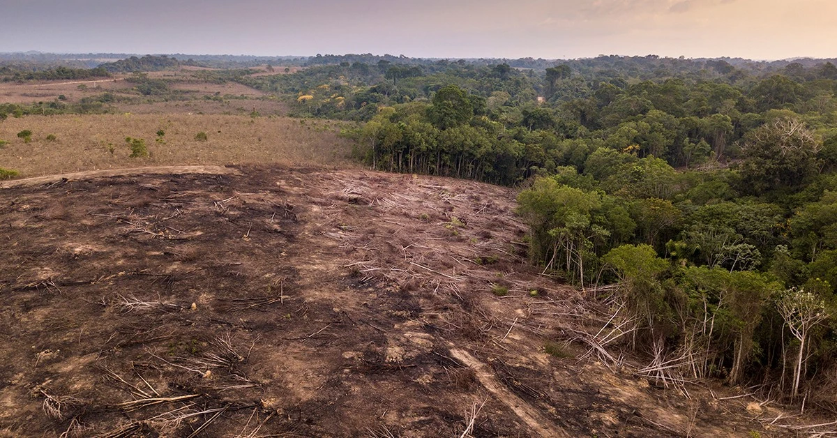 Oksekød og regnskov: Skift til lokale proteiner mindsker dit klimaaftryk - image 1