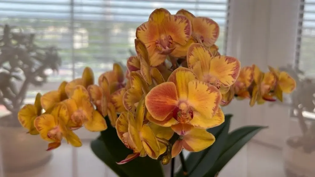 Orkidé der visner: Giv den Vitamin B6 og nyd blomster efter 8 uger