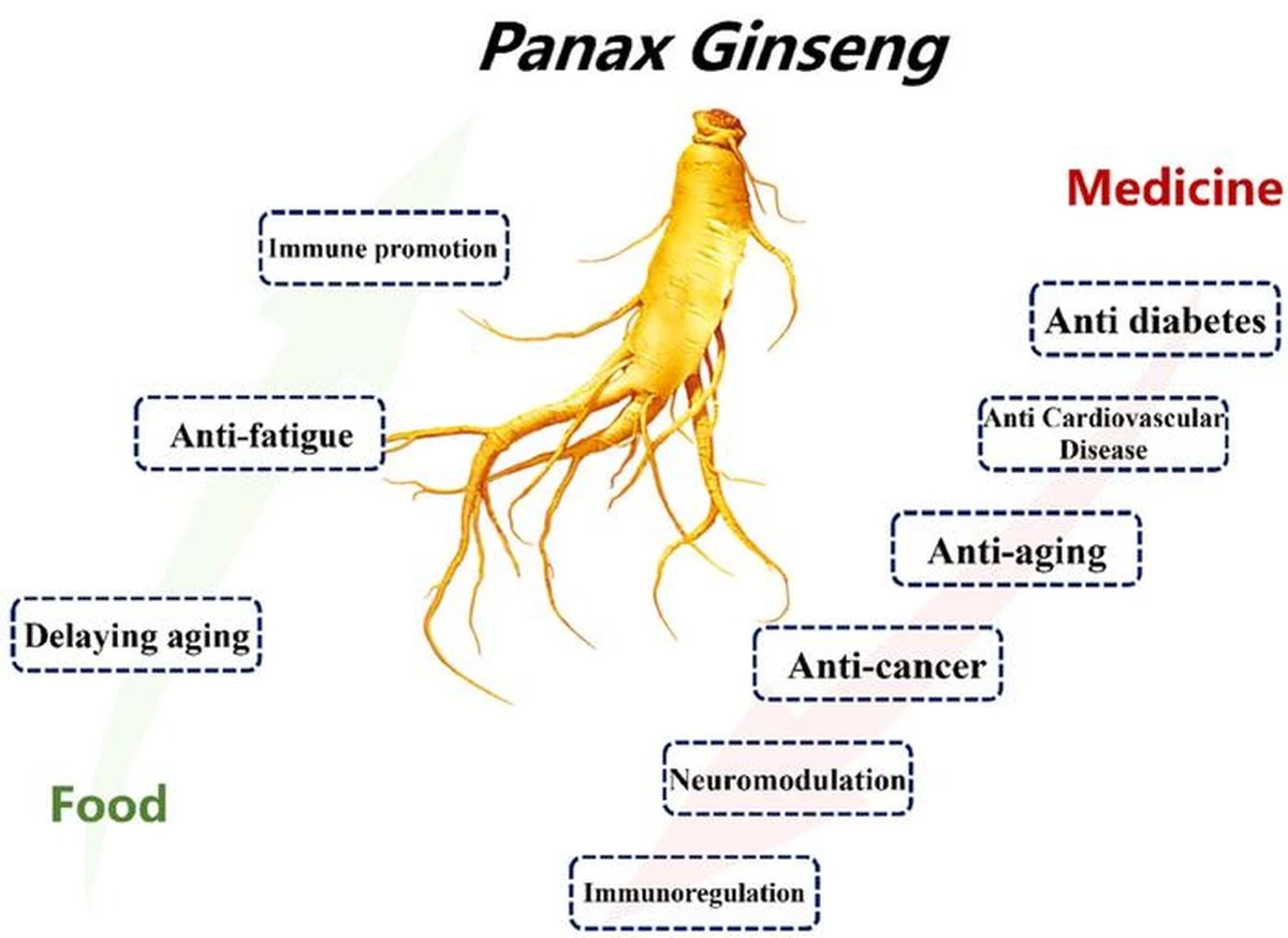 Panax ginseng med 7% ginsenosider stabiliserer stressrespons og bekæmper træthed - image 1