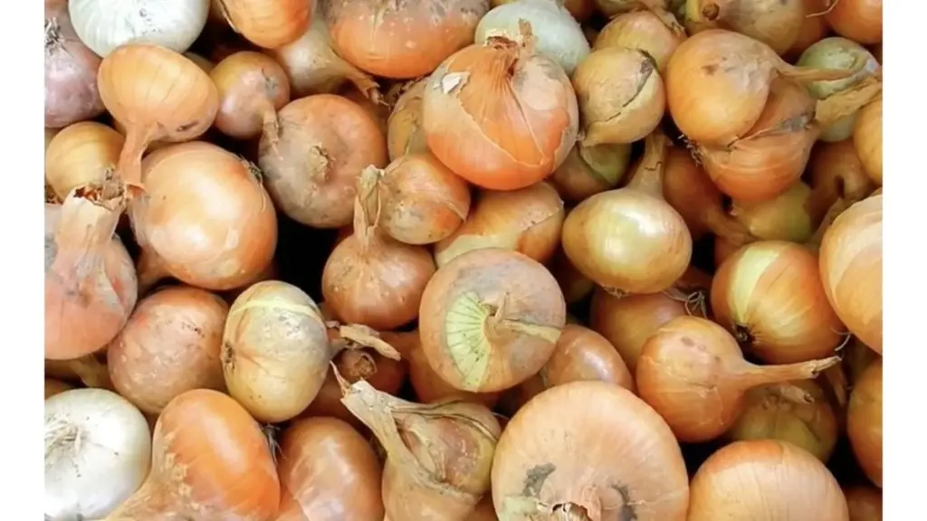 Rådne løg i kælderen: Stop med dette nitrogen-trick før høst