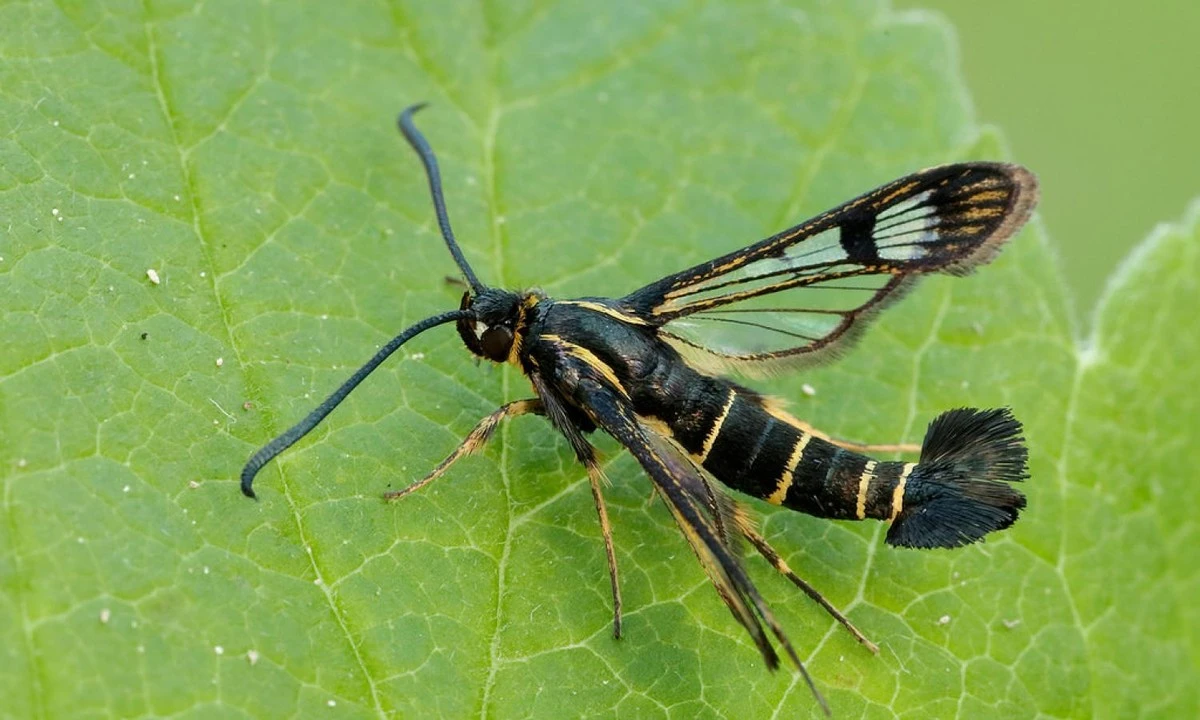 Ribs visner: Derfor skal du fjerne ribsmøl (Synanthedon tipuliformis) nu - image 1
