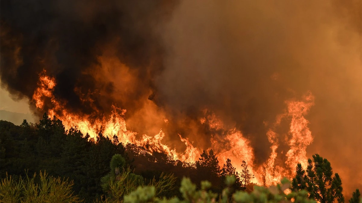 Skovbrand langt væk: Sådan stopper du farlig PM 2,5 i din bolig - image 1