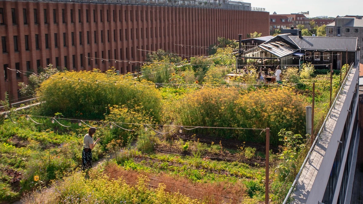Skyggetålende planter: Dyrk sprød salat i havens mørkeste hjørner - image 1