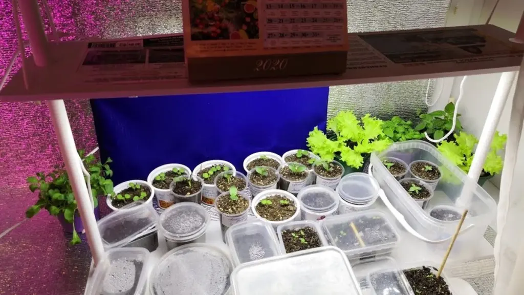 Slut med ranglede plantespirer: Brug dette trick med aluminiumsfolie for stærke planter