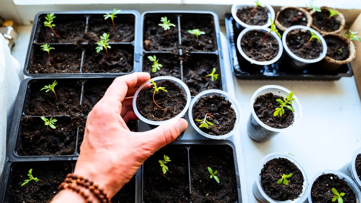 Slut med ranglede plantespirer: Brug dette trick med aluminiumsfolie for stærke planter - image 1