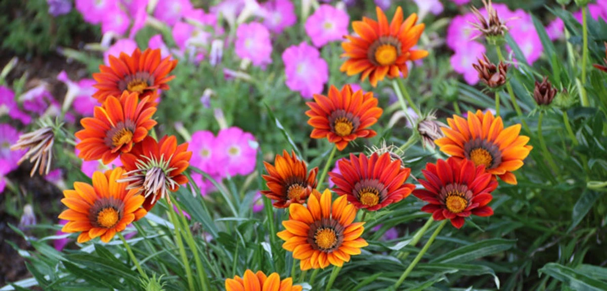 Smukke Gazania: 5 tricks med lys der giver haven vinder-look - image 1