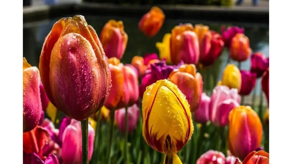 Smukke tulipaner: Irenas 3-trins gødningsmetode giver blomstring i 3 uger