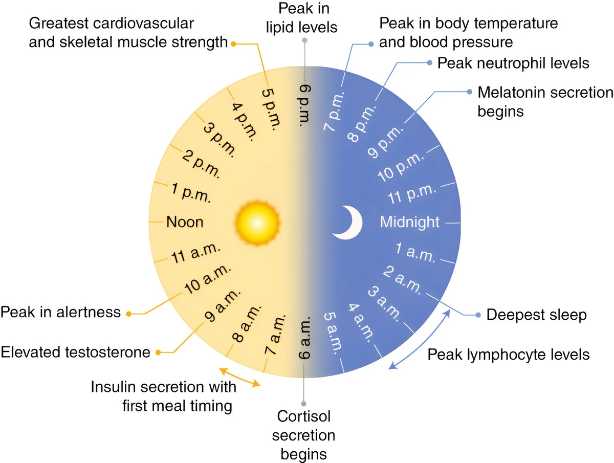 Sommertid: 5 simple metoder der beskytter din døgnrytme mod jetlag - image 1