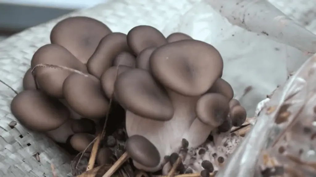 Østershat og mycelium: Dyrk dine egne gourmet-svampe til 20 kr pr. kg
