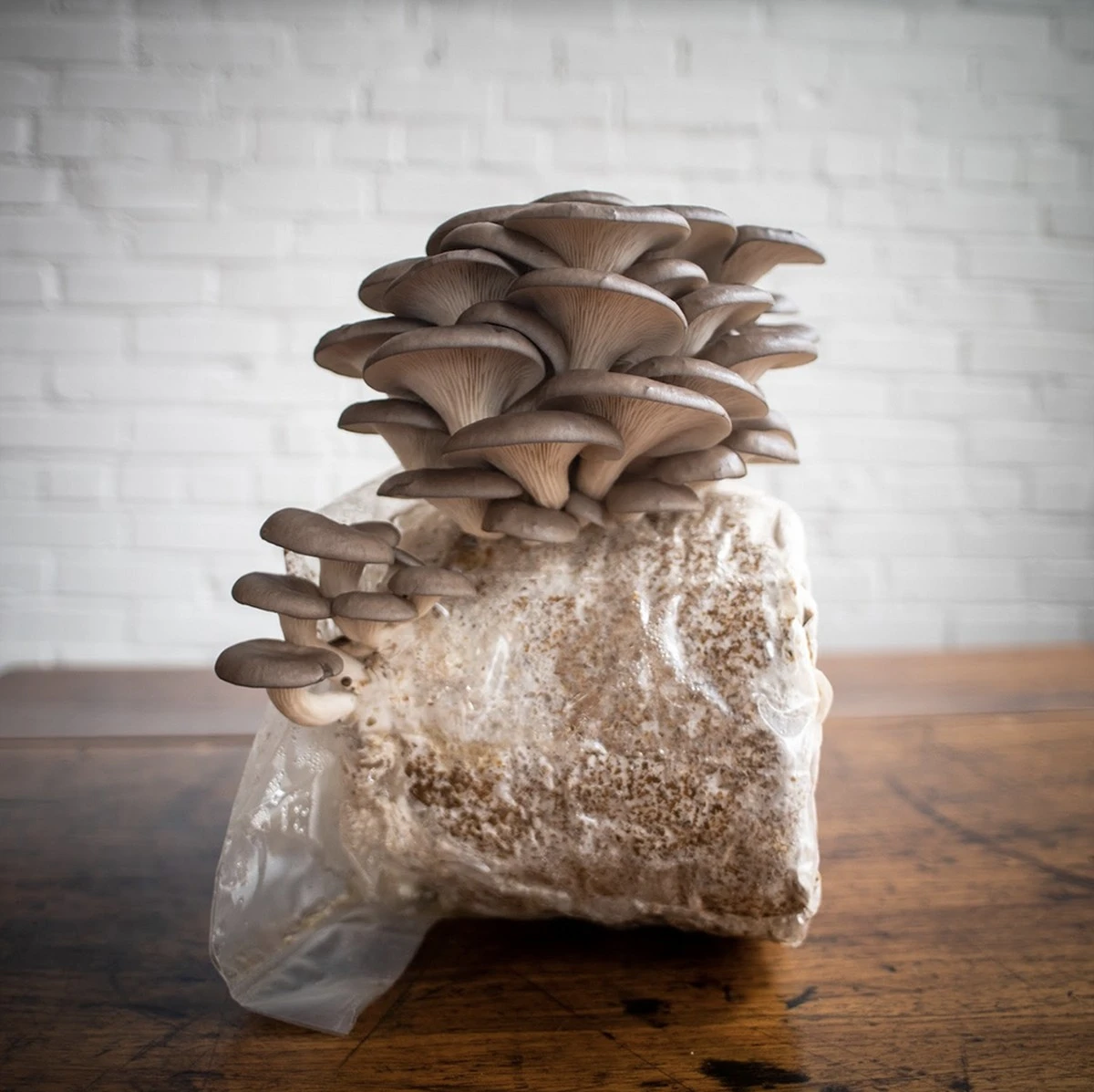 Østershat og mycelium: Dyrk dine egne gourmet-svampe til 20 kr pr. kg - image 1