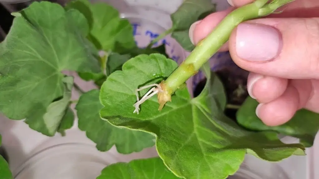 Stop med vand: Birutė deler sin Pelargonie-metode med honning til succes