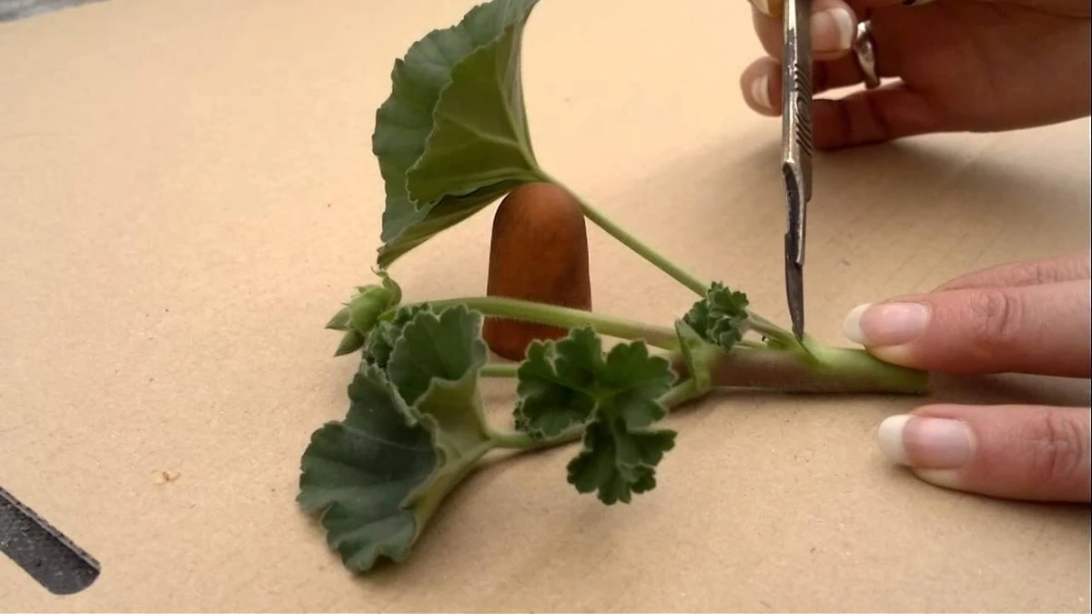 Stop med vand: Birutė deler sin Pelargonie-metode med honning til succes - image 1