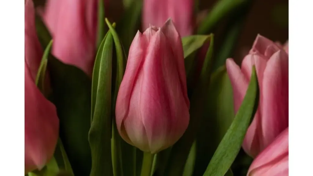 Store tulipan: Brug 0,95g Urea for rekordstore blomster i haven
