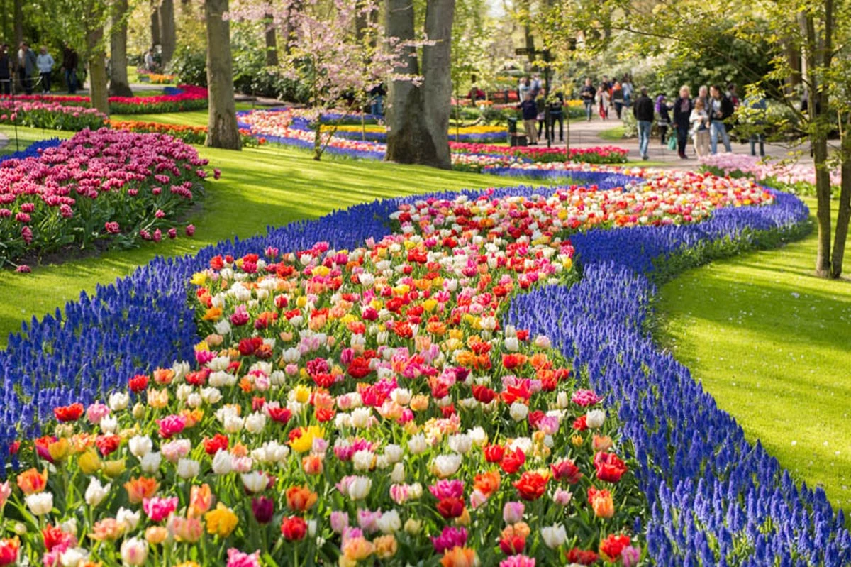 Store tulipan: Brug 0,95g Urea for rekordstore blomster i haven - image 1