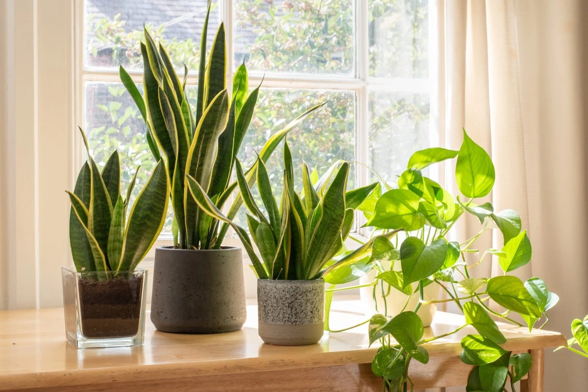 Stueplanter dør? Sådan holder du din Zamioculcas grøn hele vinteren - image 1