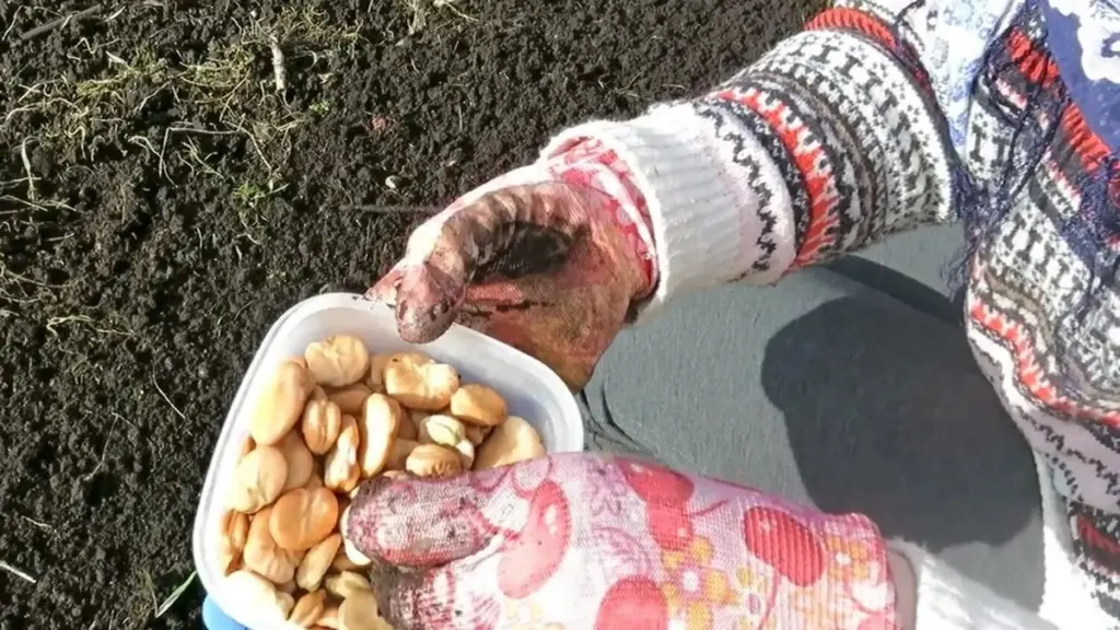 Succes med rødbede og gulerod: 3 enkle tips til din køkkenhave