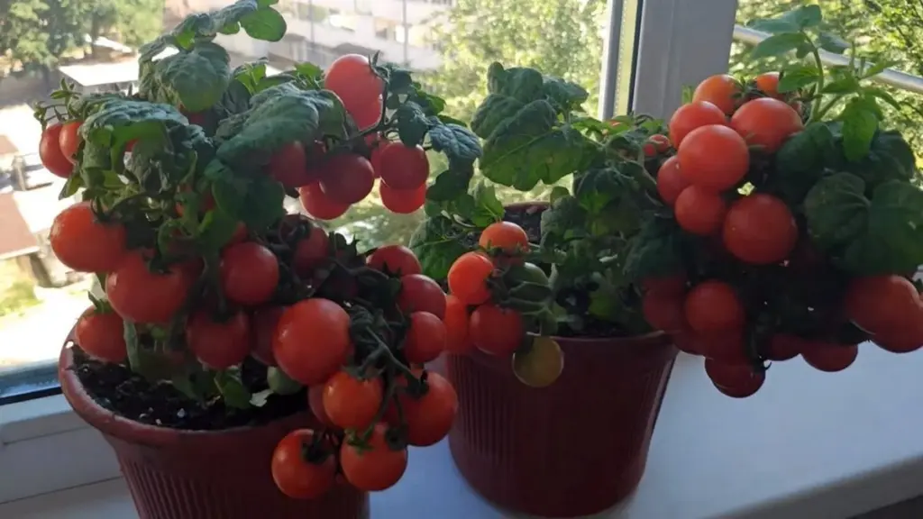 Tomat i vindueskarmen: Dyrk Balcony Miracle med dette simple trick